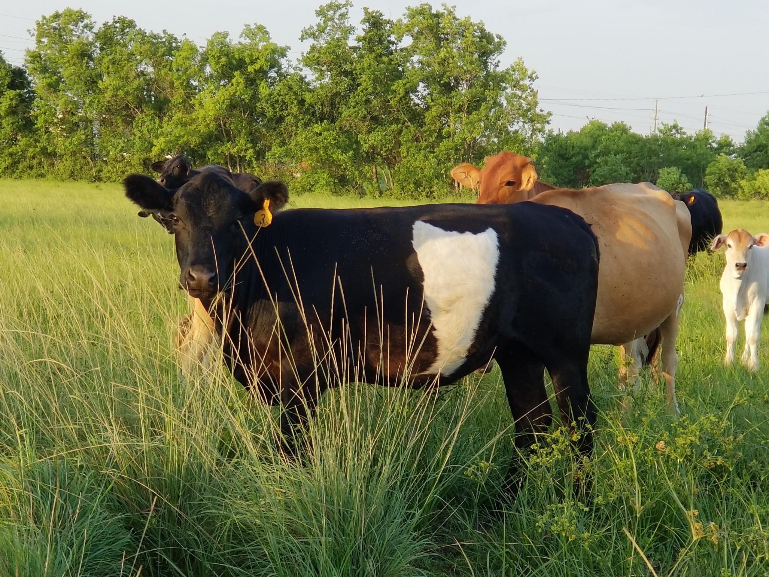 Law Ranch Cattle Company Law Ranch Cattle Company, Houston, TX
